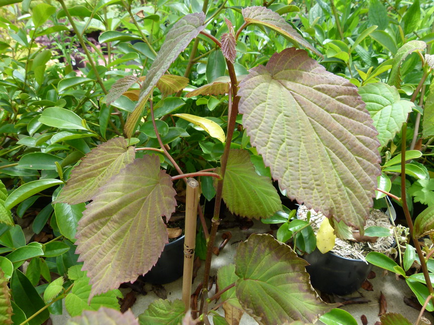 DAVIDIA involucrata