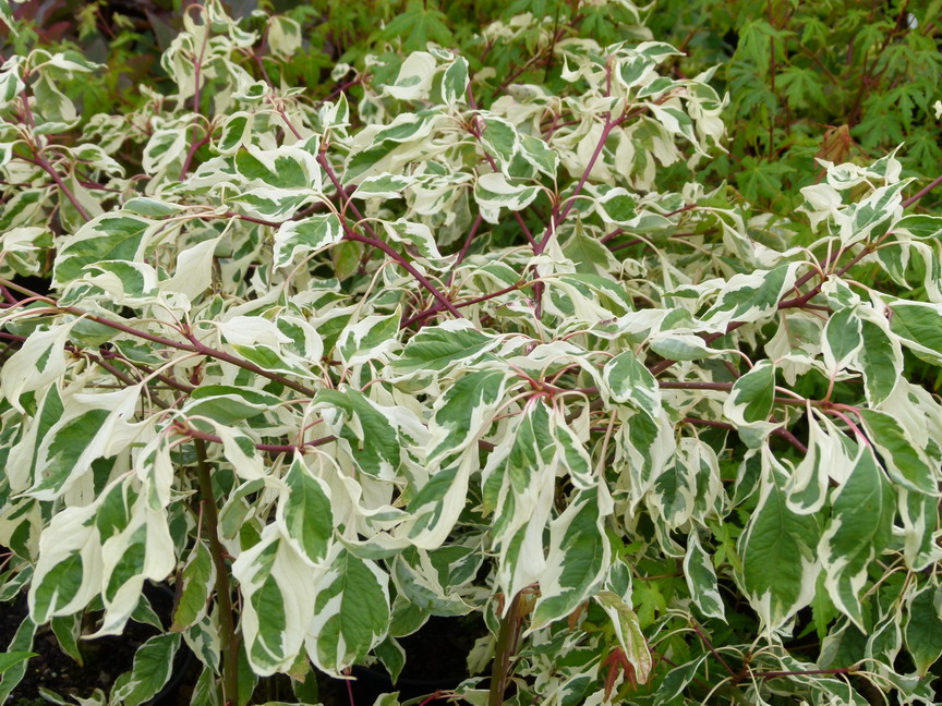 CORNUS controversa Variegata