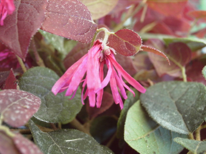 LOROPETALUM chinense Day Break Flame