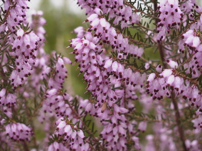 ERICA mediterranea