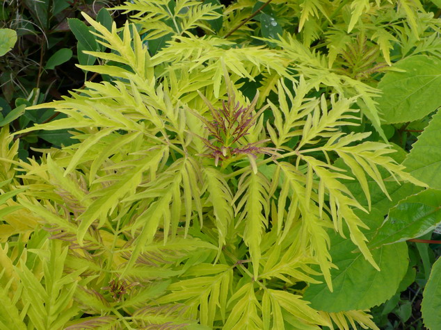 SAMBUCUS racemosa Sutherland Gold