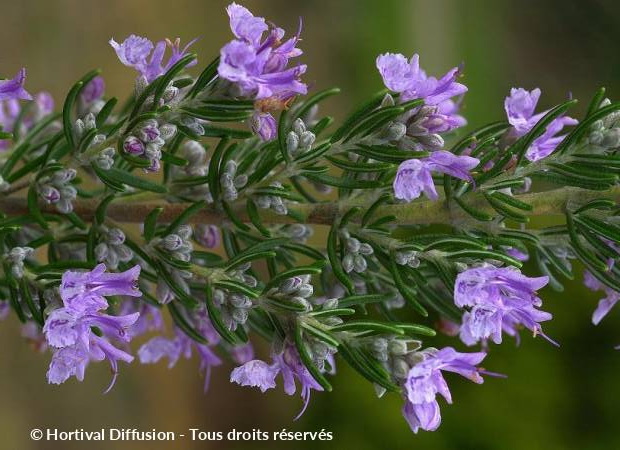 ROSMARINUS officinalis