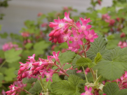RIBES sanguineum Pulborough Scarlet