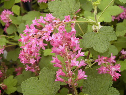 RIBES sanguineum King Edward VII