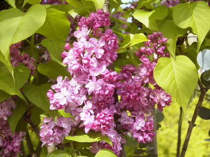 SYRINGA vulgaris Prince Wolkonsky