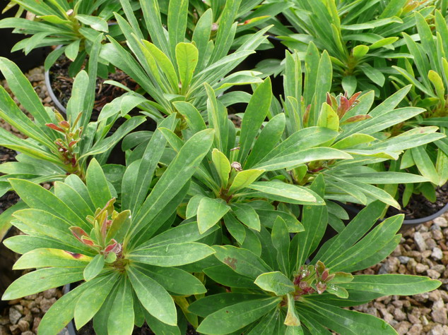 EUPHORBIA Redwing ®