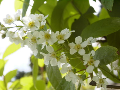 PRUNUS padus