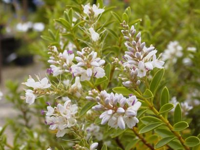 HEBE brachysiphon