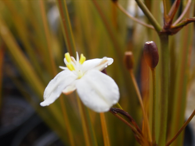 LIBERTIA peregrinans