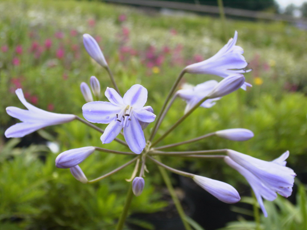AGAPANTHUS Peter Pan