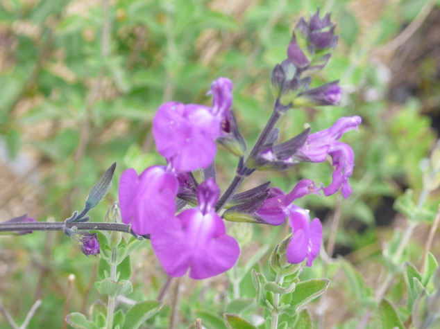 SALVIA chamaedryoides X microphylla