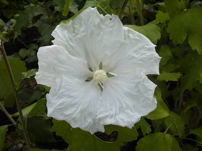 HIBISCUS syriacus Diana