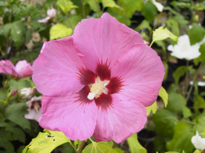 HIBISCUS syriacus Aphrodite