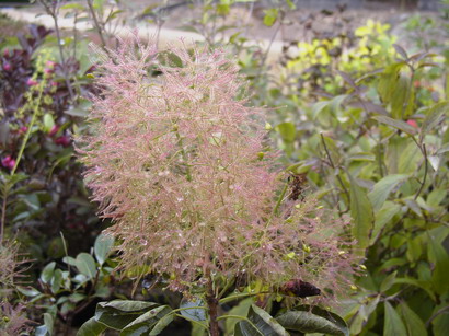 COTINUS coggygria Young Lady ®