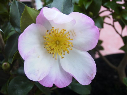 CAMELLIA sasanqua Versicolor
