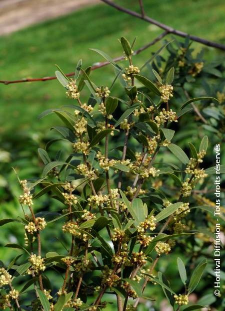 PHILLYREA angustifolia : jeunes pousses de printemps. Nº1919