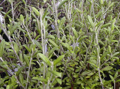 COROKIA X.virgata Red Wonder