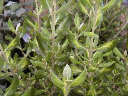 OLEARIA traversii Variegata