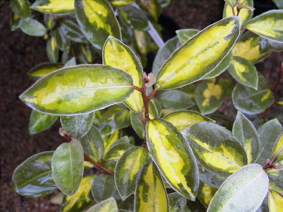 ELAEAGNUS x.ebbingei Limelight