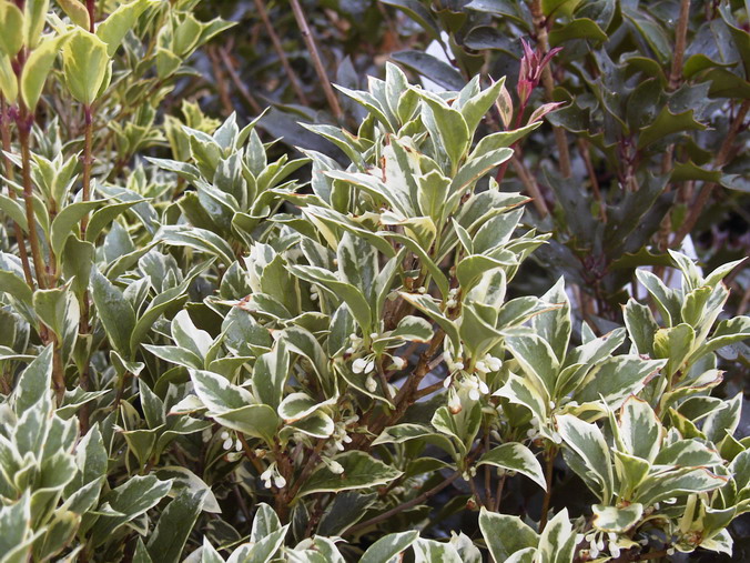 OSMANTHUS heterophyllus Argenteomarginatus