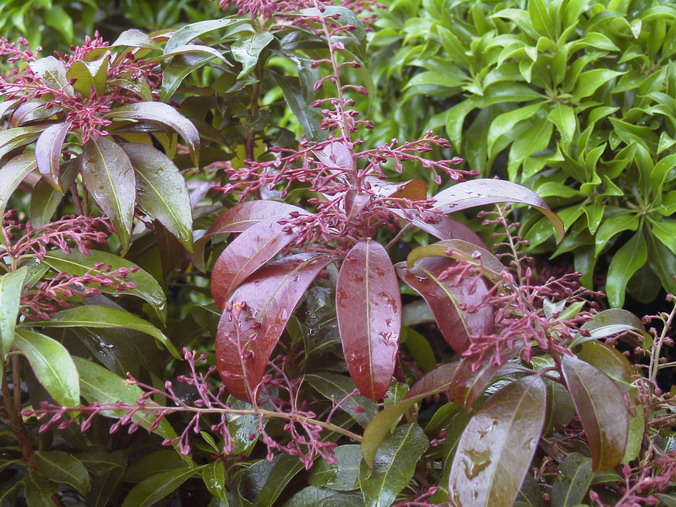 PIERIS japonica Katsura ®