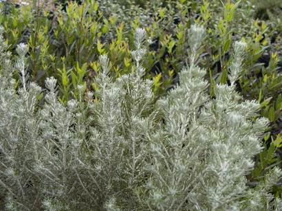 HELICHRYSUM rosmarinifolium Silver Jubilée