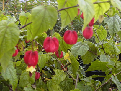 ABUTILON megapotamicum