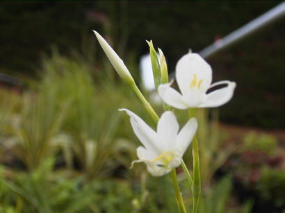 SCHIZOSTYLIS coccinea Alba