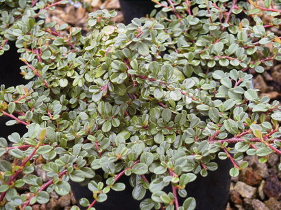 COTONEASTER microphyllus Streib's Findling