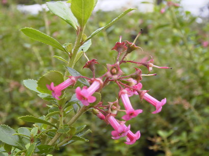 ESCALLONIA macrantha Rosea : floraison estivale. Nº1944