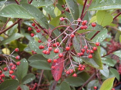 COTONEASTER glaucophyllus