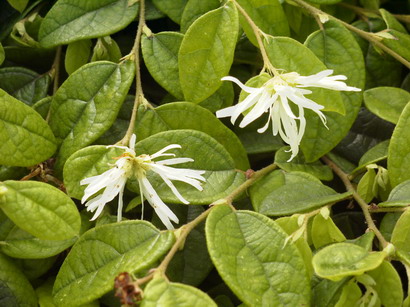LOROPETALUM chinense