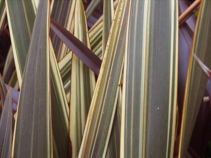 PHORMIUM Alison Blackman
