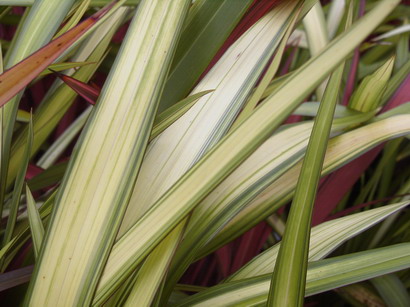 PHORMIUM Golden Sword