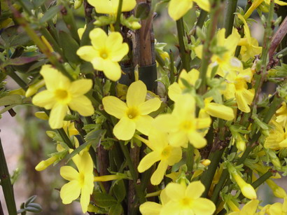 JASMINUM nudiflorum