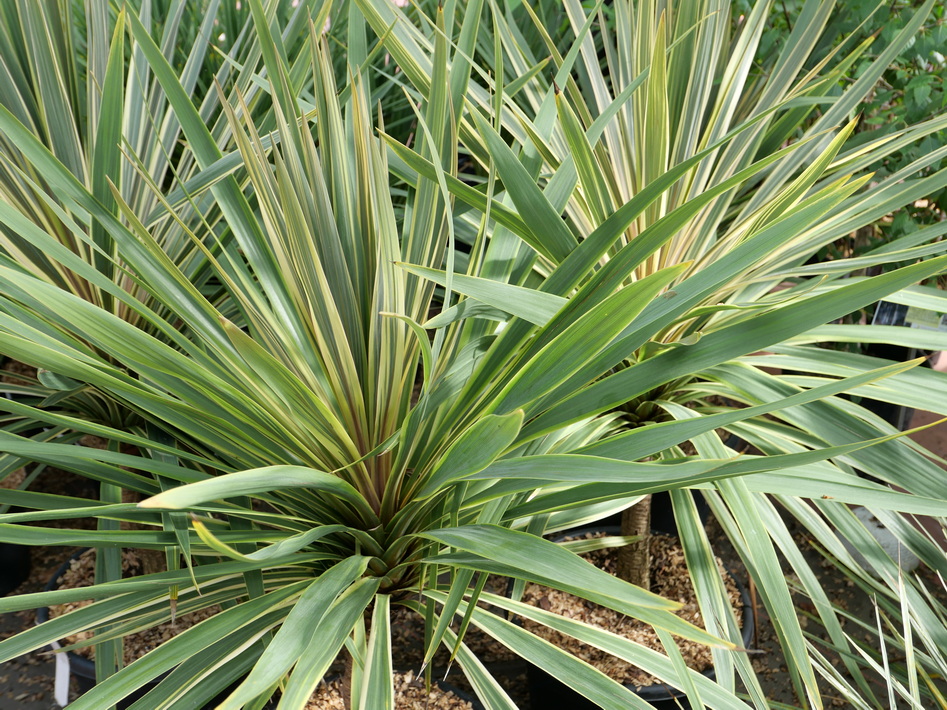 CORDYLINE australis Torbay Dazzler