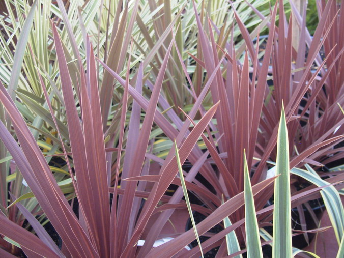 CORDYLINE australis Torbay Red Star