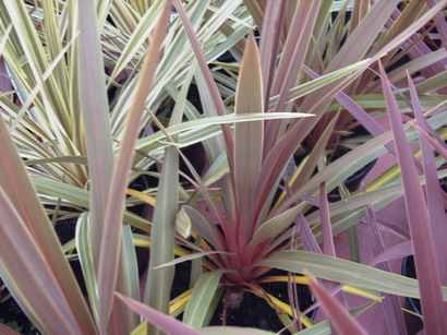 CORDYLINE australis Sundance
