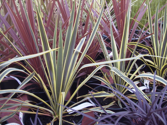 YUCCA filamentosa Bright Edge