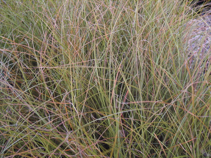 CAREX testacea Orange Cuivre
