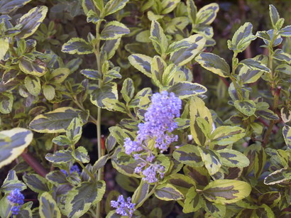 CEANOTHUS El Dorado ®
