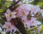 CHITALPA tashkentensis Summer Bells ®