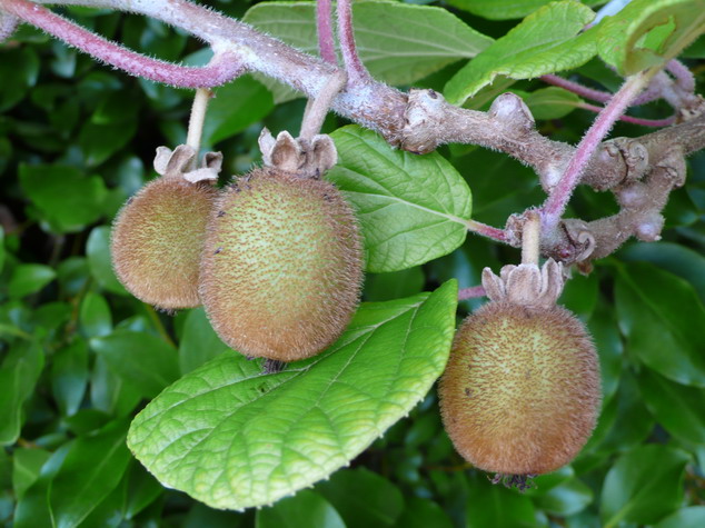 ACTINIDIA chinensis Hayward