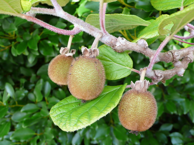 ACTINIDIA chinensis Solo