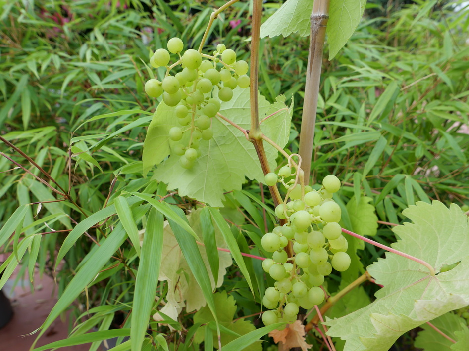 VIGNE à fruits Chasselas de Fontainebleau