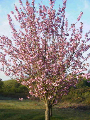 PRUNUS Kanzan