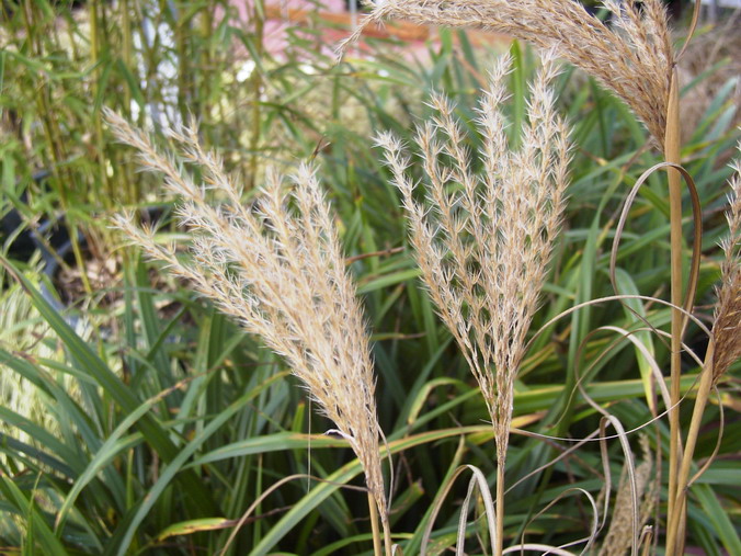CAREX pendula