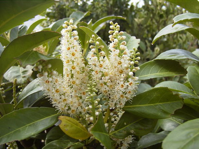 PRUNUS laurocerasus Etna ®