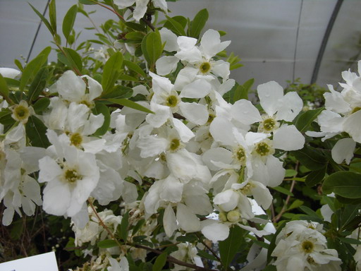 EXOCHORDA x.macrantha The Bride : floraison de printemps. Nº2003