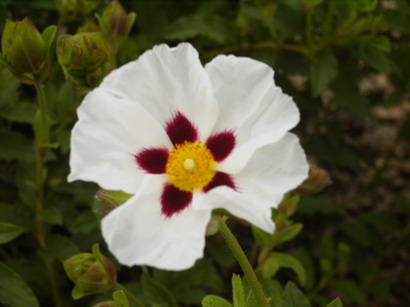 CISTUS Snow Fire